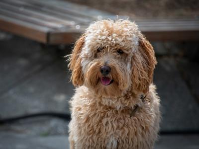 Een schattige hond met krullende vacht zit buiten op een stenen ondergrond met een houten bank op de achtergrond.