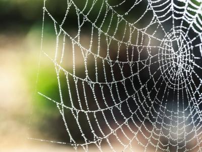 Dauwparels op een spinnenweb tegen een wazige natuurlijke achtergrond.