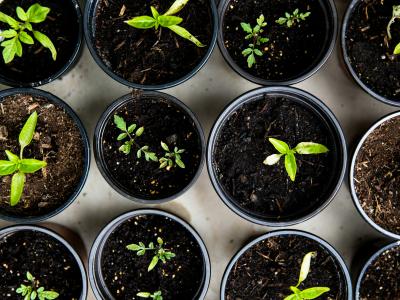 Kleine groene plantjes groeien in meerdere potjes gevuld met donkere aarde, vertegenwoordigen duurzame geschenken.