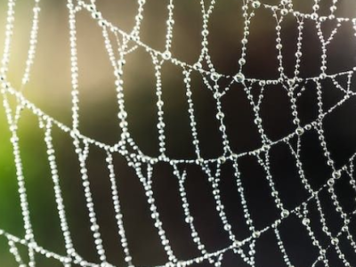 foto spinnenweb 