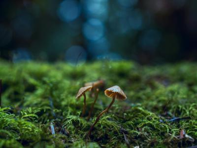Duurzaamheid paddenstoelen